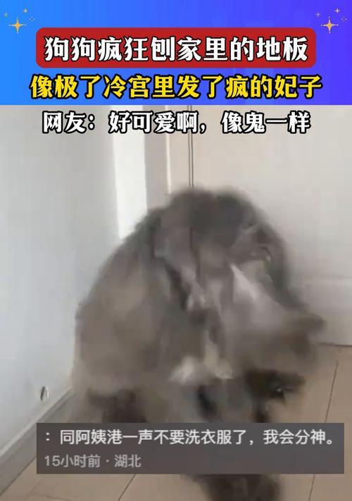 揭秘狗狗刨土挖坑行为的五个原因（解析狗狗刨土挖坑行为背后的真正意图）