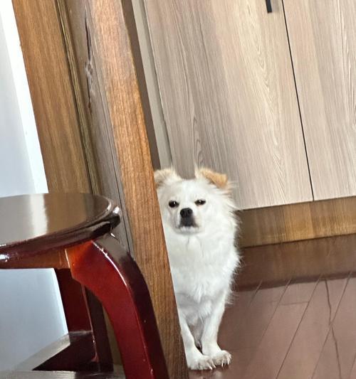狗狗抽搐（了解狗狗癫痫，保护我们的毛茸伙伴）