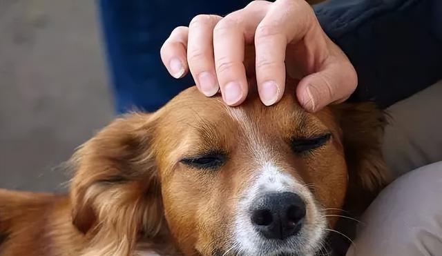 揭秘家犬智商（探索家犬智商谜团，了解你的狗狗有多聪颖）