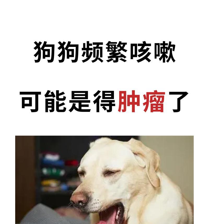 如何应对狗狗持续咳嗽问题（掌握解决狗狗咳嗽的有效方法）