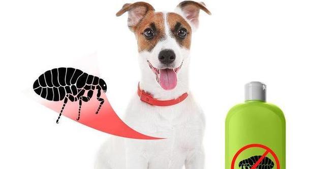 家养宠物狗狗上火怎么办？6个降火小妙招全解密！（让你的爱犬远离上火困扰，保持健康快乐生活）
