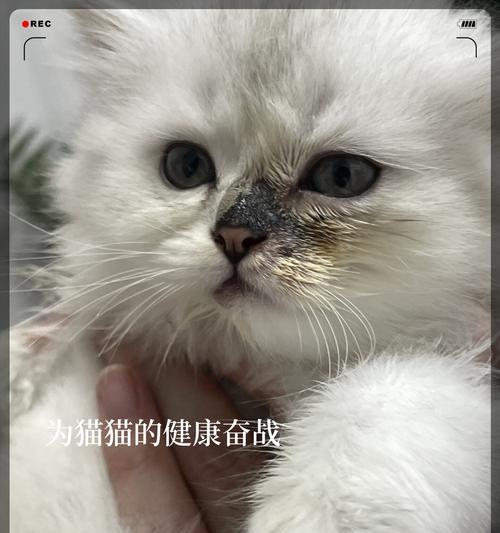 如何有效治疗患有猫癣的猫咪？（认清症状，精准治疗，让猫咪远离猫癣）