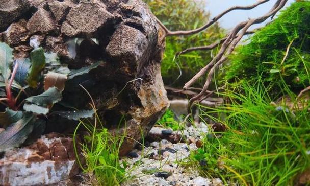 水草生态缸的水草藻害防治和治疗秘籍（掌握关键技巧，轻松玩转水草生态缸）