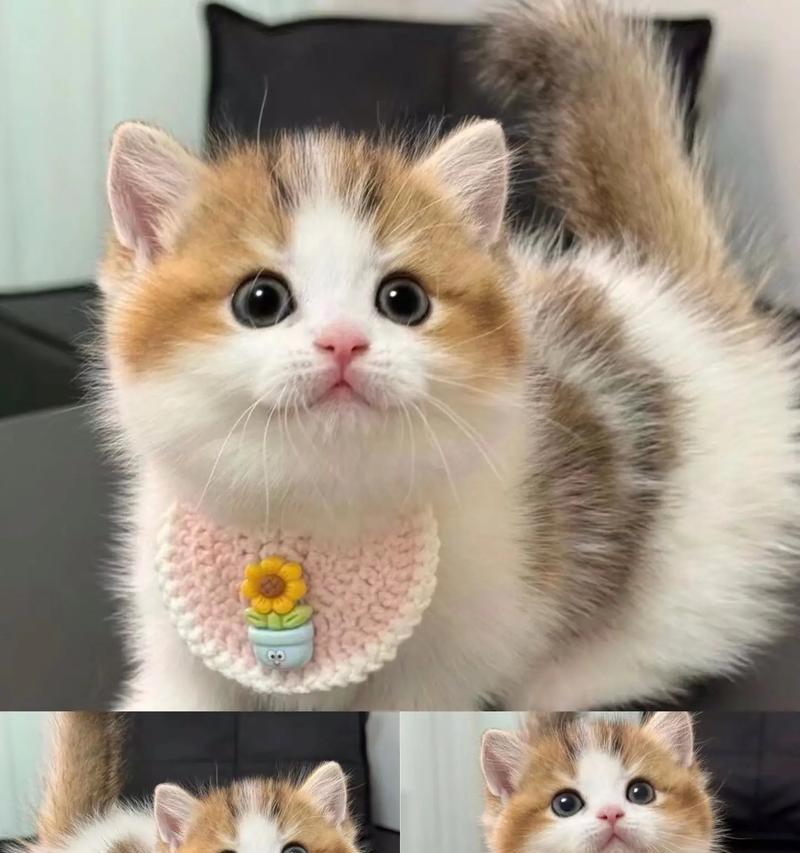 小猫训练使用猫砂盆的技巧（选择合适的猫砂盆，让小猫轻松上厕所）