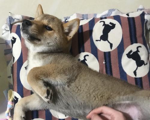 和狗狗一起运动的注意事项（运动狗狗的6个必须记住的条件）