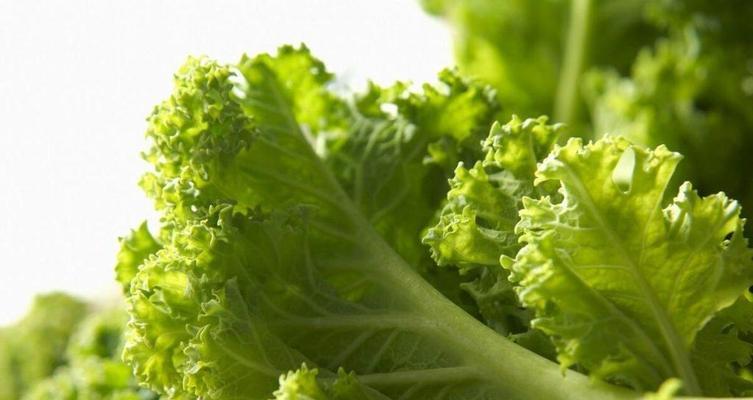 让你的狗狗吃胡萝卜的三个最佳方法（为宠物狗狗提供健康的胡萝卜饮食）