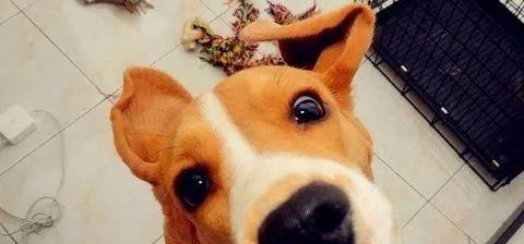 狗狗不听话怎么办？教你几招轻松管教（如何有效地训练你的狗狗，让它听话又顺从？）
