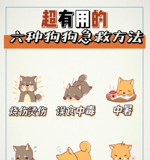 养狗小白入门指南（培养听话宠物的关键技巧与方法）