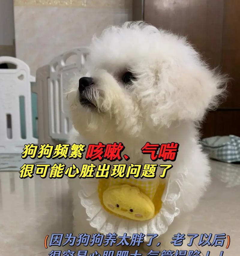 比熊犬的标准体重（成年比熊的标准体重分析）