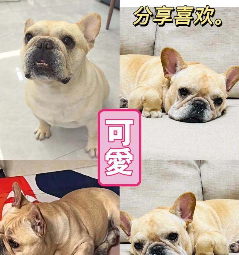 热门法斗颜色大揭秘（探寻最受欢迎的五种法斗毛色，彰显主人个性与品味）