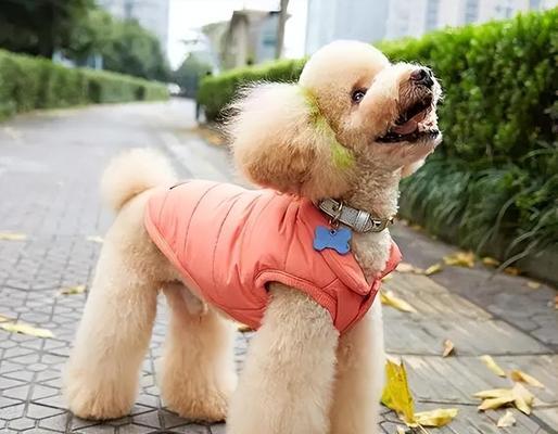 如何挑选一只优秀的泰迪幼犬（学会观察这些关键方面，选择理想的宠物伴侣）