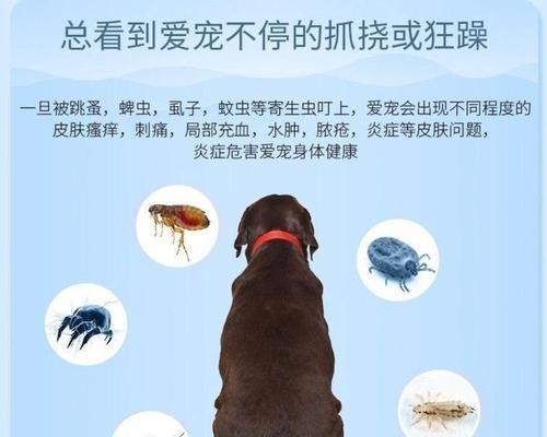 保护你的狗狗免受跳蚤和蜱虫的侵害（有效预防措施和防治方法帮助你宠物远离虫子）