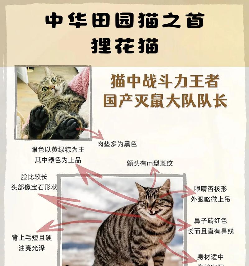 揭秘狸花猫频频遭到弃养的原因（为什么狸花猫总是被遗弃？解析其中的六大原因）