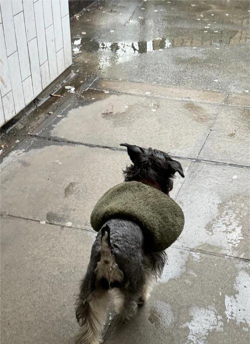 狗狗的舔人行为背后的意义（不要嫌恶心，这是它们表达情感的方式）