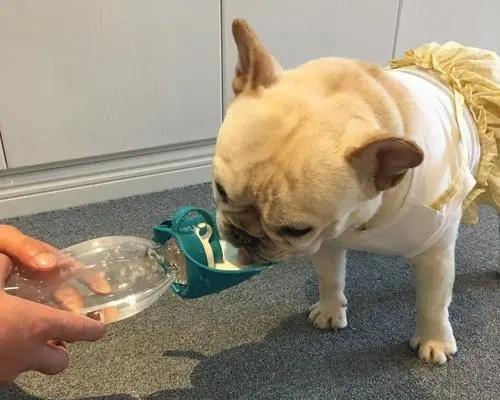 狗狗可以吃枣吗？（枣泥是适合狗狗的健康零食）