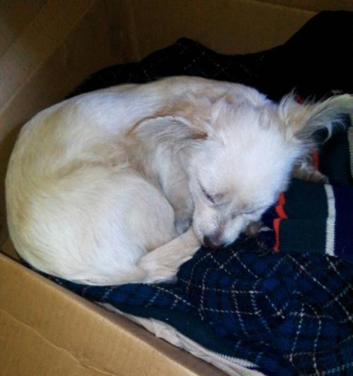 泰迪犬吃完就吐的原因及预防方法（了解泰迪犬吃完就吐的原因，保护我们的毛茸宝贝）