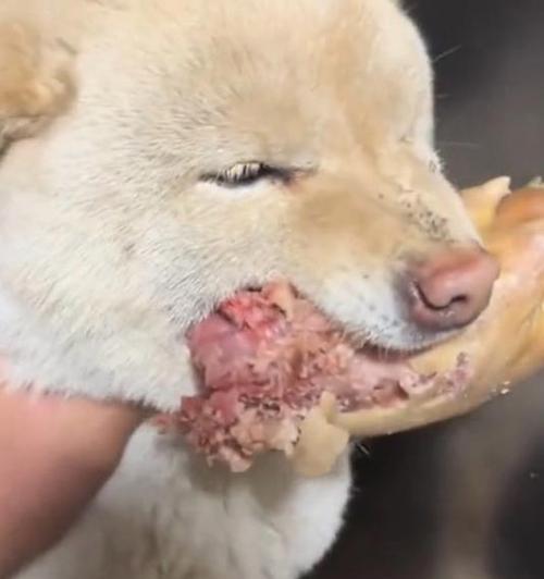 狗狗为什么会护食？（探究护食行为的原因与动机）