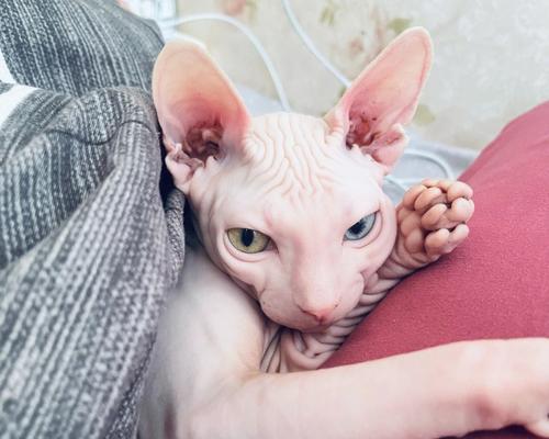 如何养好一只波斯猫（关注波斯猫的日常护理和健康饮食）