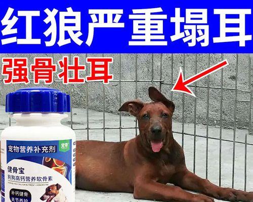 狗狗补钙需要多长时间？（小狗补钙的具体时间安排及关键要点）