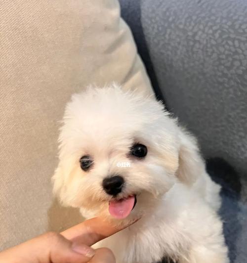 揭秘可爱的比熊犬繁殖配种的复杂过程（探索比熊犬繁殖配种背后的困难与挑战）