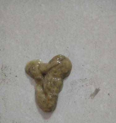 狗狗便便干燥问题解决方案（了解狗狗便便干燥的原因及处理方法）
