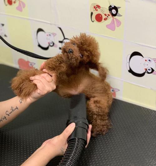 泰迪犬洗澡的正确方法（注意事项与技巧）