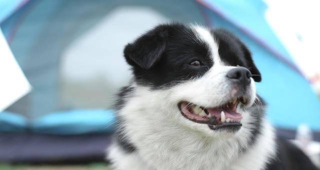 养边境牧羊犬的禁忌与注意事项（培养健康快乐的边境牧羊犬）