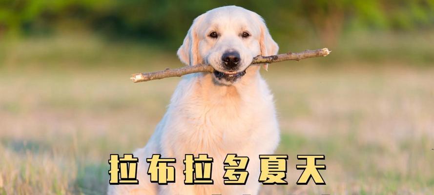 狗狗上火了怎么办？（了解狗狗上火的原因及解决方法）