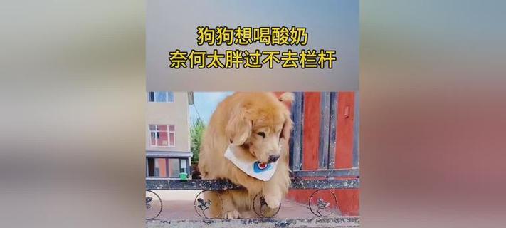 狗狗能否喝酸奶？（探讨狗狗喝酸奶的益处与风险）
