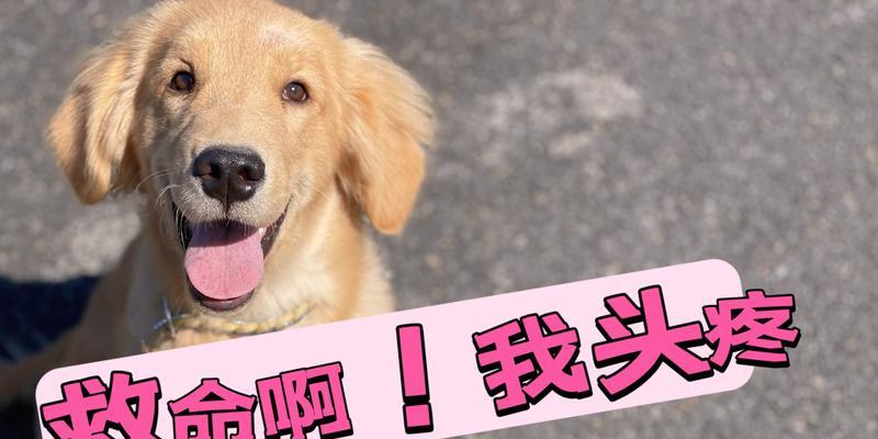 饲养金毛幼犬的注意事项（以金毛幼犬不好伺候，需知这5个饲养的注意事项）
