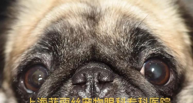 如何完美解决狗狗角膜炎问题（针对狗狗角膜炎，教你三步骤轻松应对）