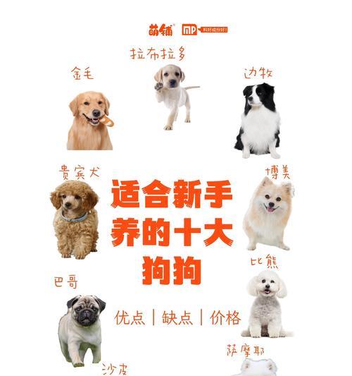如何选择适合养狗的品种（三种便宜易养的养狗首选）