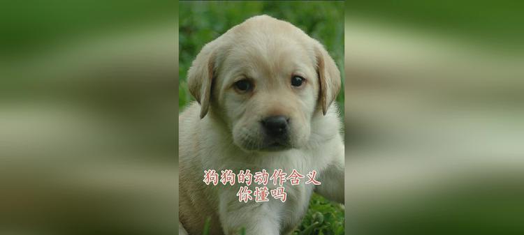 怀孕母狗的照顾指南（了解怀孕狗狗的需求，给予适当的关怀）