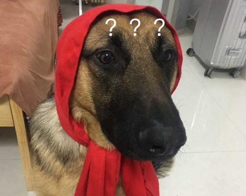 解决阿拉斯加犬体味问题的有效方法（清除臭味，让您的阿拉斯加犬散发清爽香气）