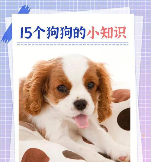 训练狗狗的22个动作，打造听话顺从的宠物（从坐下到飞盘接住，教你如何培养狗狗的技能和品行）