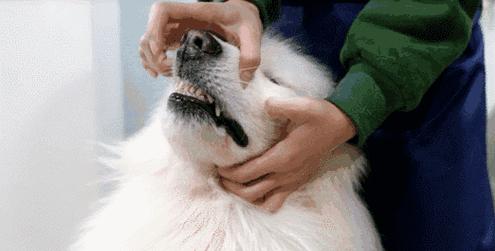 狗狗不停叫唤的原因解析（了解你的狗狗为何不停叫唤，关心它的健康和需求）