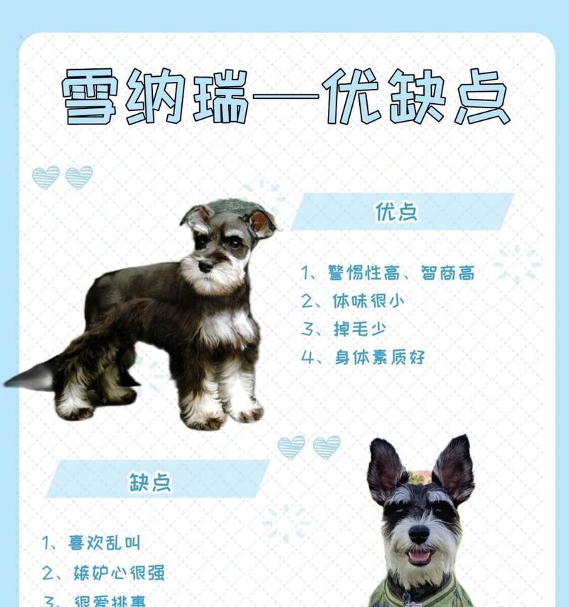 解决雪纳瑞胡子发黄问题的有效方法（探索养护雪纳瑞胡子的秘诀）