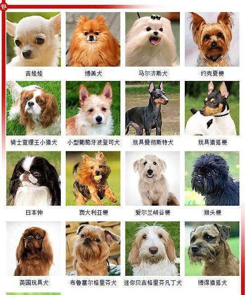 如何选择适合家庭的狗品种？（7种好养又不贵的狗品种推荐）