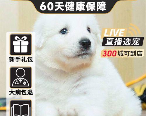 如何挑选适合的大白熊幼犬（掌握挑选技巧，找到理想的大白熊幼犬伴侣）