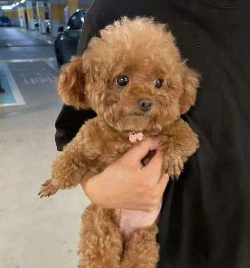 频繁虐待泰迪犬的严重后果（以经常打骂泰迪犬为乐，你可能要为此付出的代价）