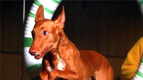 如何选择一只优秀的猎犬（挑选猎犬的方法和技巧）
