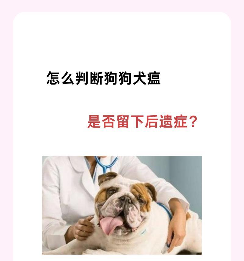 预防犬瘟热，守护我们的狗狗健康（无法完全痊愈的疾病，主人必须采取这3点预防）