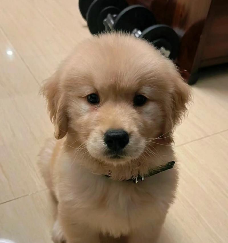 金毛犬饲养指南（关爱你的金毛伙伴，做到这5点）