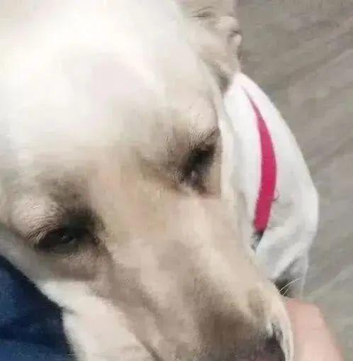 狗狗误吃主人药物的危险后果（贪吃的狗狗可能面临的健康风险）