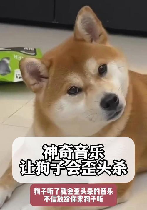 狗狗歪头（探索狗狗歪头背后的原因和魅力）