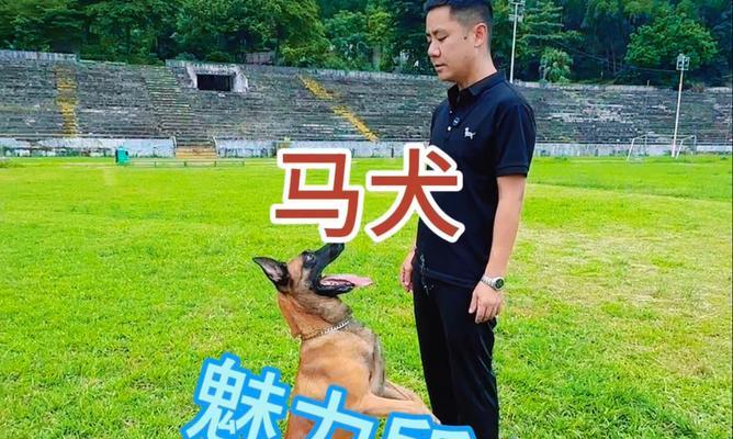 养马犬的十大好处（为你带来无尽的喜悦和健康，让你了解生活中的美好）