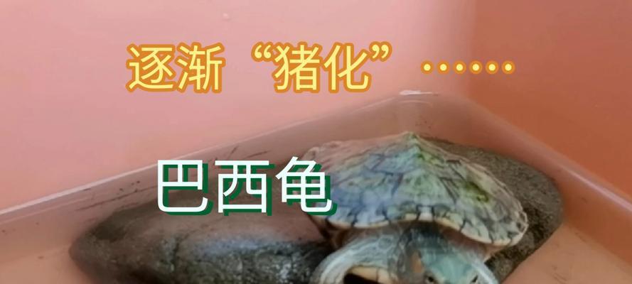 如何合理喂养巴西龟（每日适宜食物摄入量及注意事项）