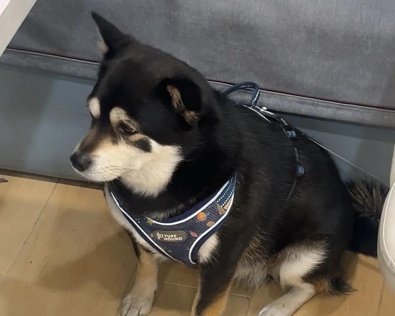 猎助犬（揭秘猎助犬的特点和训练技巧）