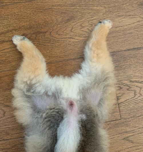 揭秘博美毛长长的奥秘（探寻博美毛生长周期和影响因素）