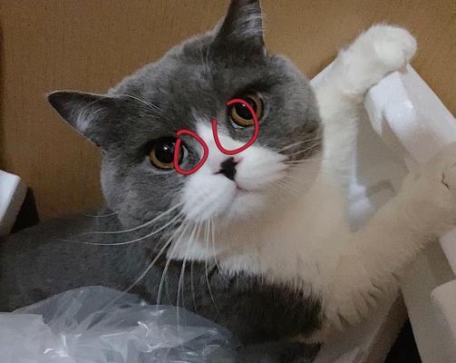 猫的瞬膜（探秘猫的瞬膜及其作用）